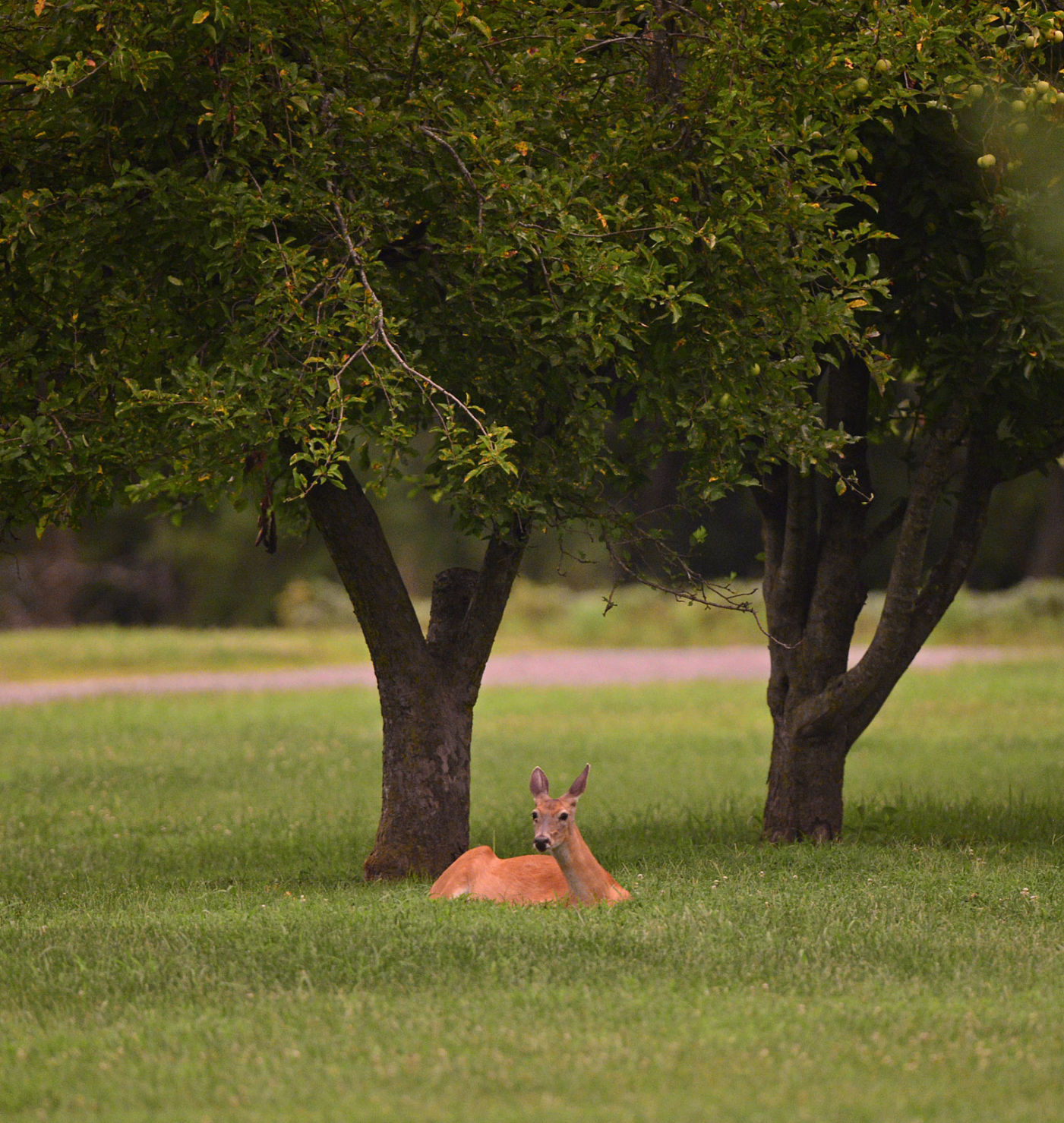 072615-nws-outtakes-deer.jpg